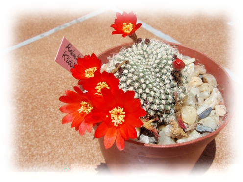 11b Rebutia Rebutia minuscula krainziana.jpg