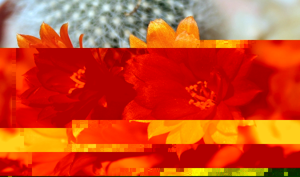 rebutia.JPG