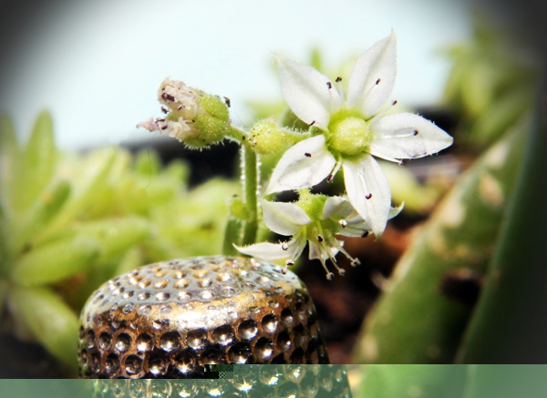 sedum2.JPG