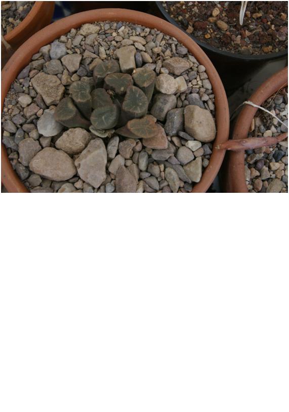 haworthia.jpg