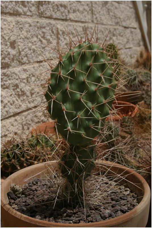 opuntia sulphurea (las espinas de abajo son larguisimas, las mas largas de todas las opuntias que tengo, pero en la foto no se aprecian.)