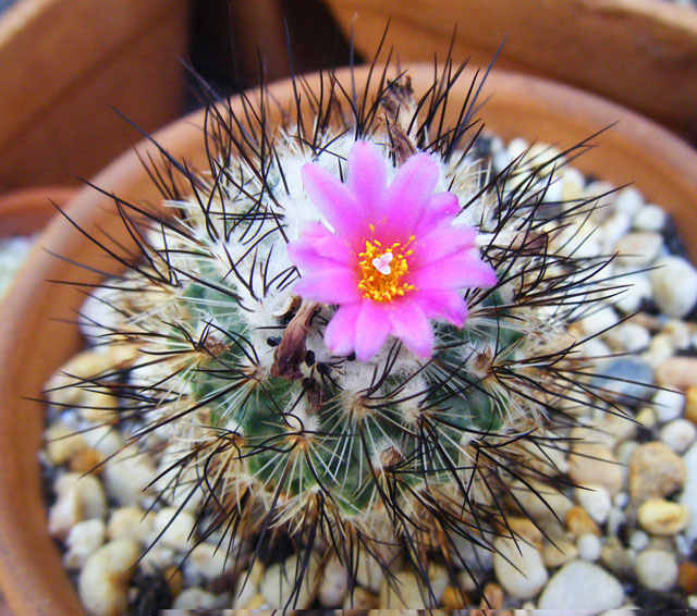 Turbinicarpus viereckii ssp. viereckii