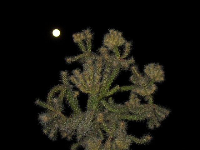 Cholla ?