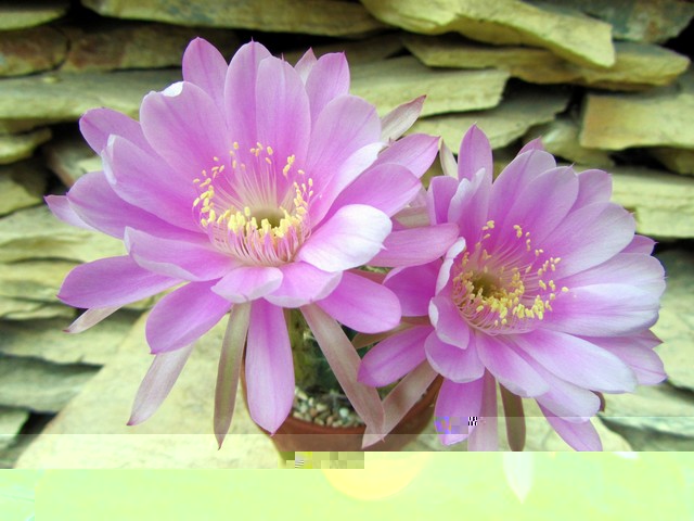 Echinopsis obrepanda &quot;purpurea&quot;. (L965).