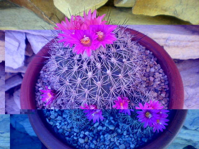 Turbinicarpus viereckii var. neglectus (Gymnocactus)