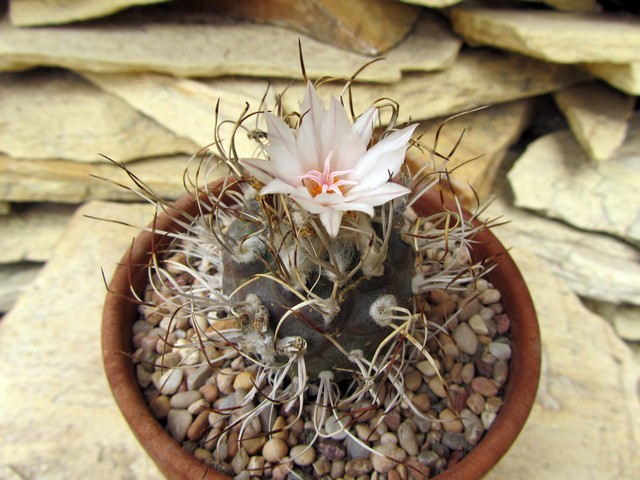 Turbinicarpus macrochele.