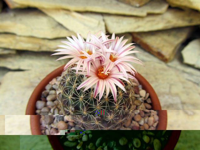 Turbinicarpus saueri ssp. nelissae.