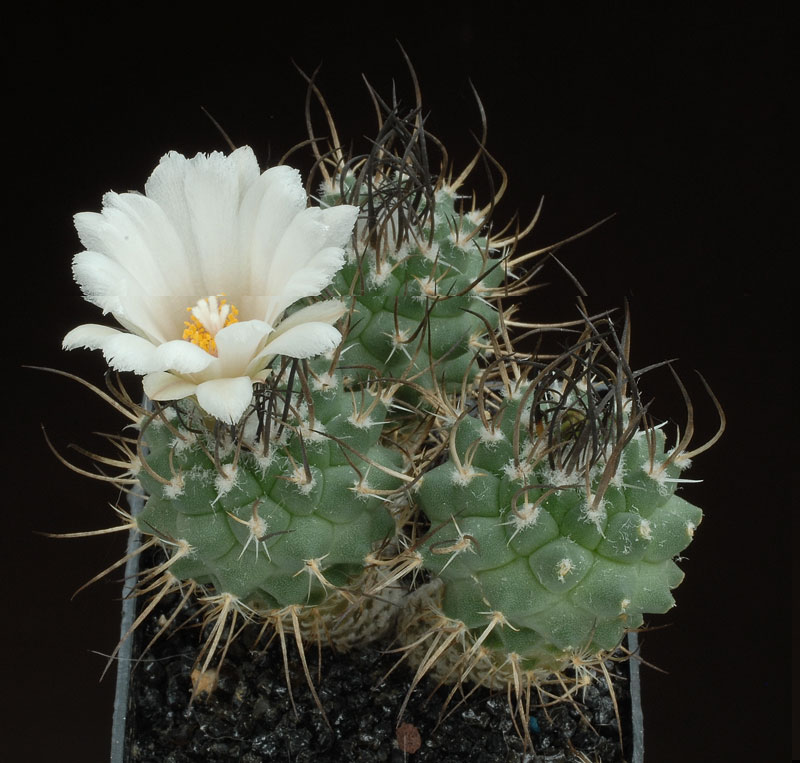 Turbinicarpus roseiflorus var. albiflorus (Gargamel cactus).