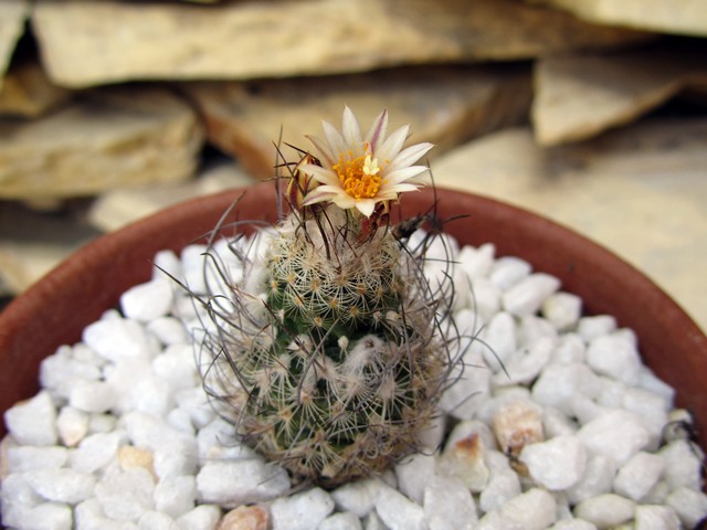 Turbinicarpus schmiedickeanus var. dickisoniae.