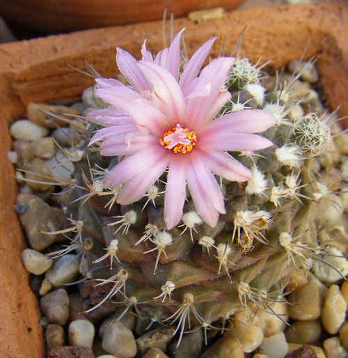 roseiflorus