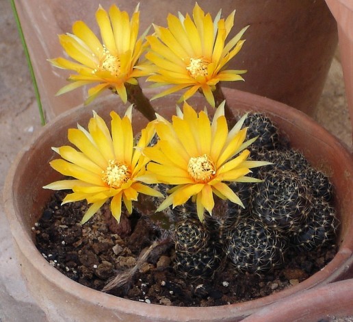 Lobivia arachnacantha 110712 008 [50%].jpg