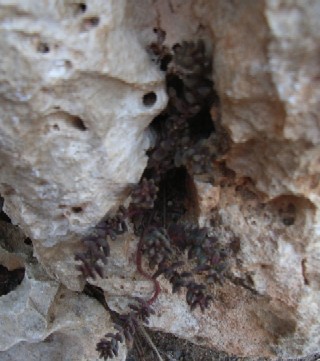 Copia de Sedum.JPG