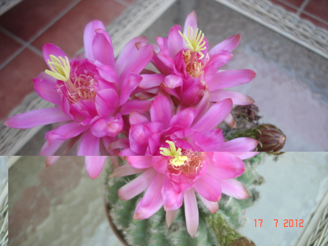 Echinopsis sp. 06.12.jpg