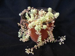 Copia de 342 Sedum2.JPG