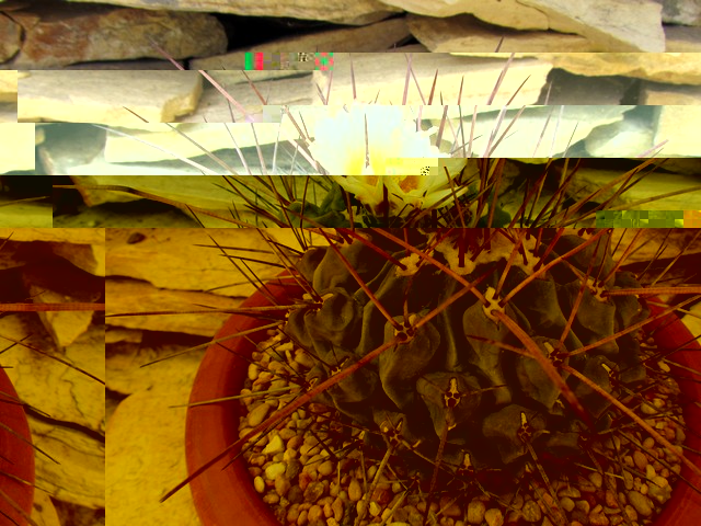 Thelocactus rinconensis var. nidulans.