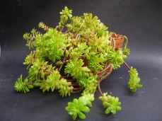 Copia de 341 Sedum1.JPG