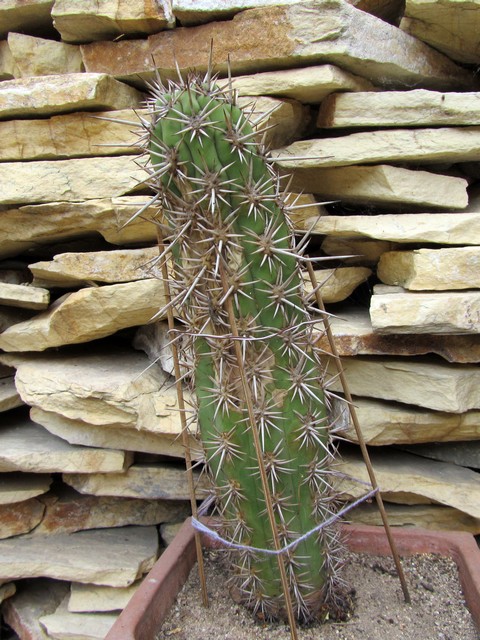 Trichocereus chiloensis ...