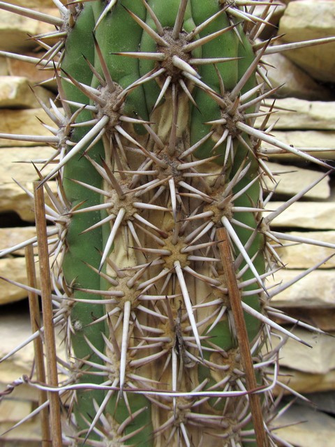 Trichocereus chiloensis ...