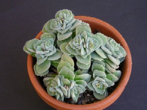 Copia de 297 Crassula1.JPG