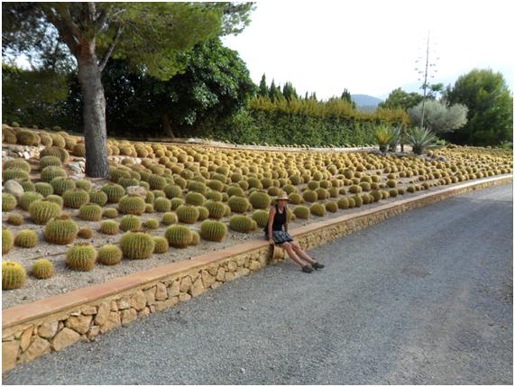 avenida grusonii (tambien habia avenida mytrillocactus y avenida yuca avenida noseke y nosecuantos)