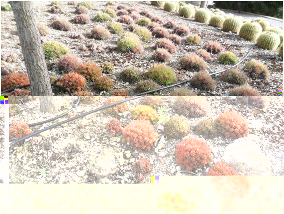 grupitos de haworthias, preciosos