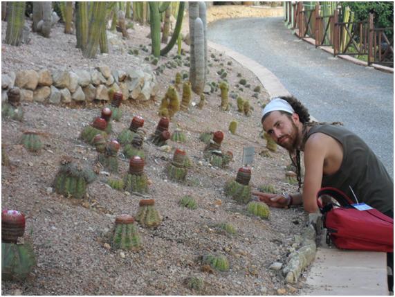 melocactus resistentes, creo que deben de haber aguantado alguna helada, aunque el mar no esta muy lejos.