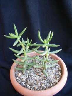 Copia de Crassula2.JPG