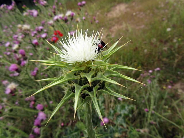 Silybum marianum f. albiflora.