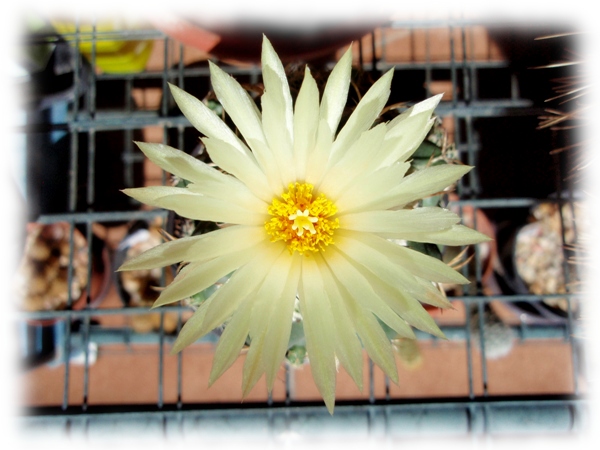 Coryphantha bumamma 5.jpg