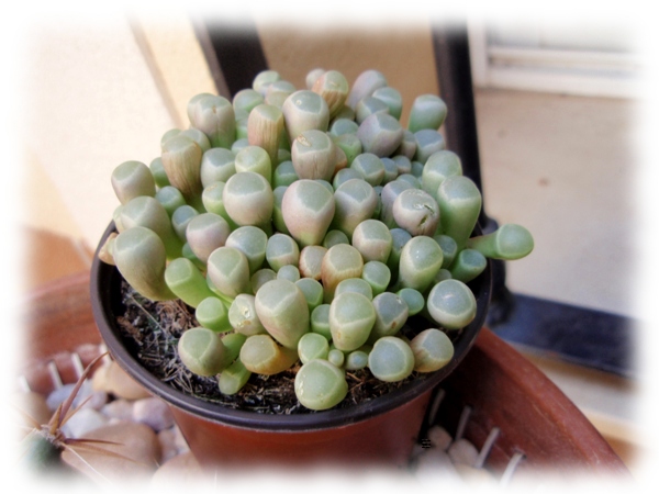 Fenestraria aurantiaca rhopalophylla.jpg