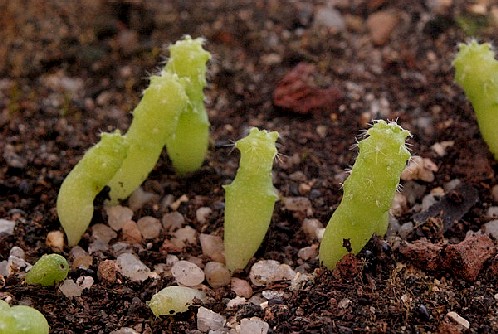 Echinocactus grusonii