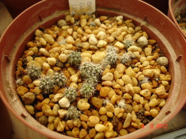 C. garra de león 02.12.jpg