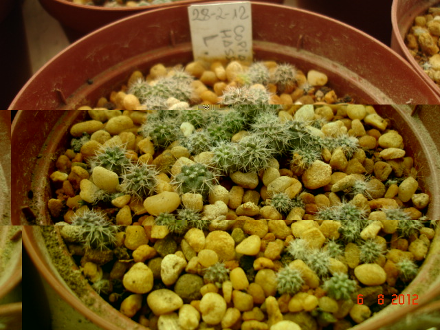 C. hasseltoniana 02.12.jpg