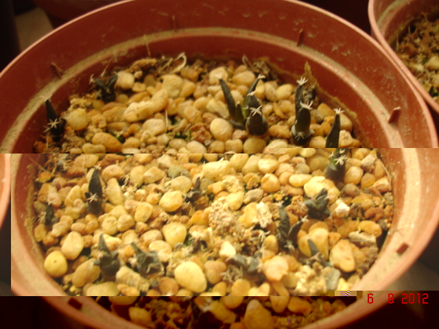 Ariocarpus pectinatus 8.11.jpg