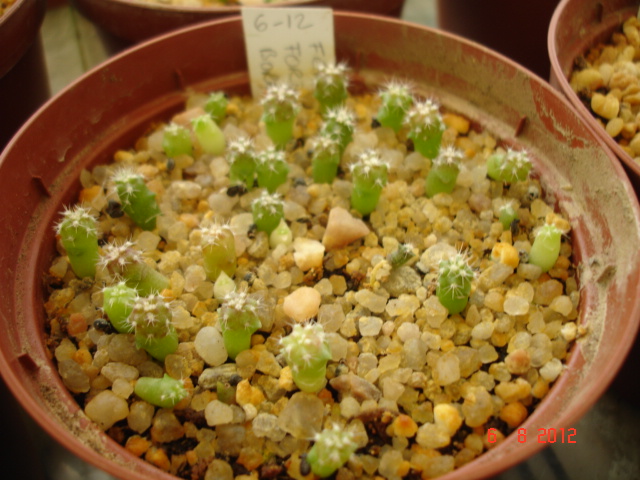 Fero. fordii borealis 06.12.jpg