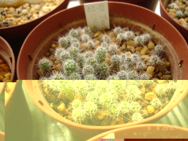 T. conothelos 02.12.jpg