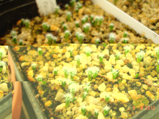 Uebelmanias 06.12.jpg