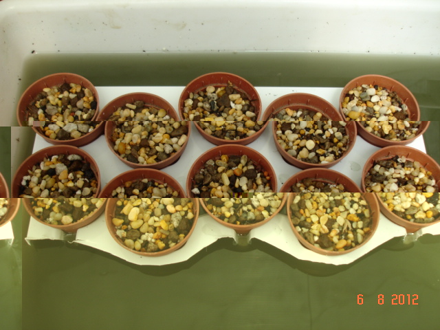 Eriosyces laui 06.08.12.jpg