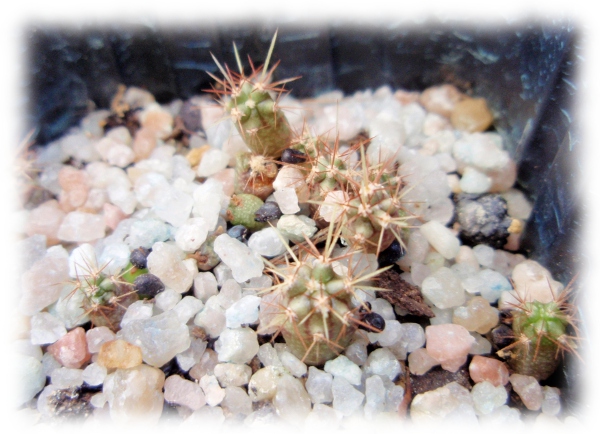 Ferocactus viscainensis