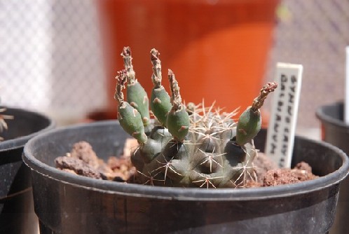 Algunos frutos de un pequeñito baldianum
