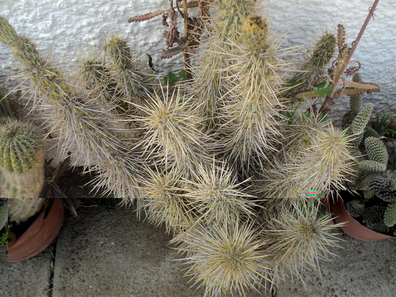 Miqueliopuntia, cada año se hace mas espinuda