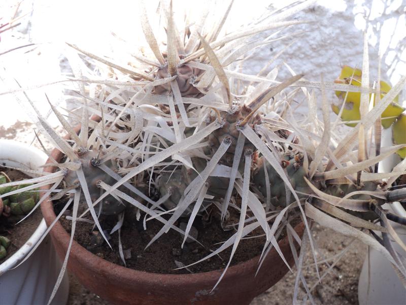 Tephrocactus articulatus, espinas de 10 cm