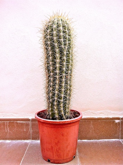 trichocereus pasacana I