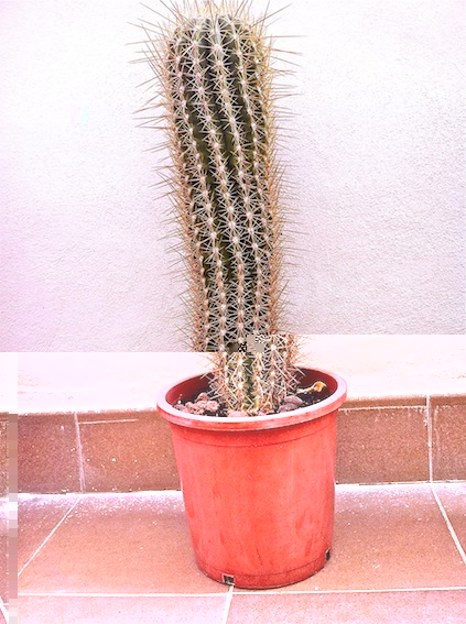 trichocereus pasacana II