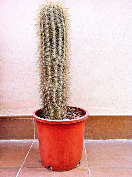 trichocereus pasacana III