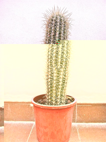 trichocereus pasacana IV