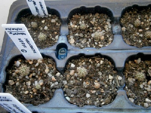 Melocactus