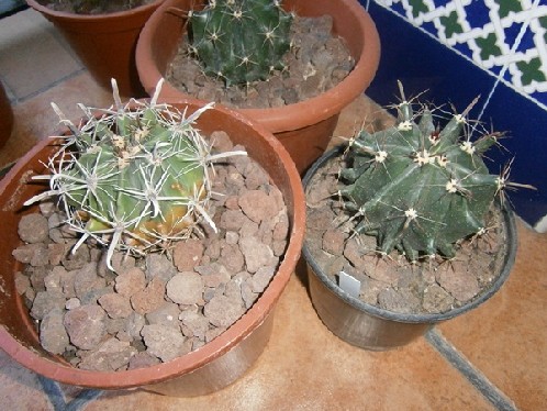 Ferocactus wislizenii