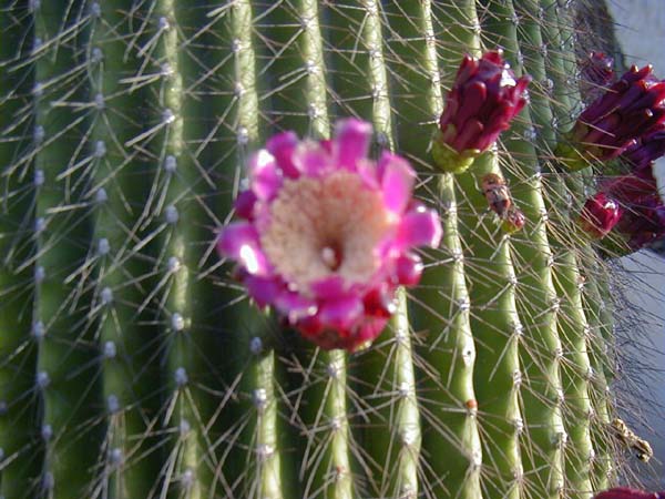 C.Carnegiea Polilopha flor.JPG