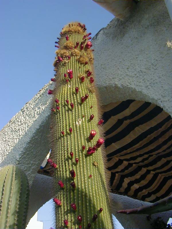 C.Carnegiea Polilopha flores.JPG